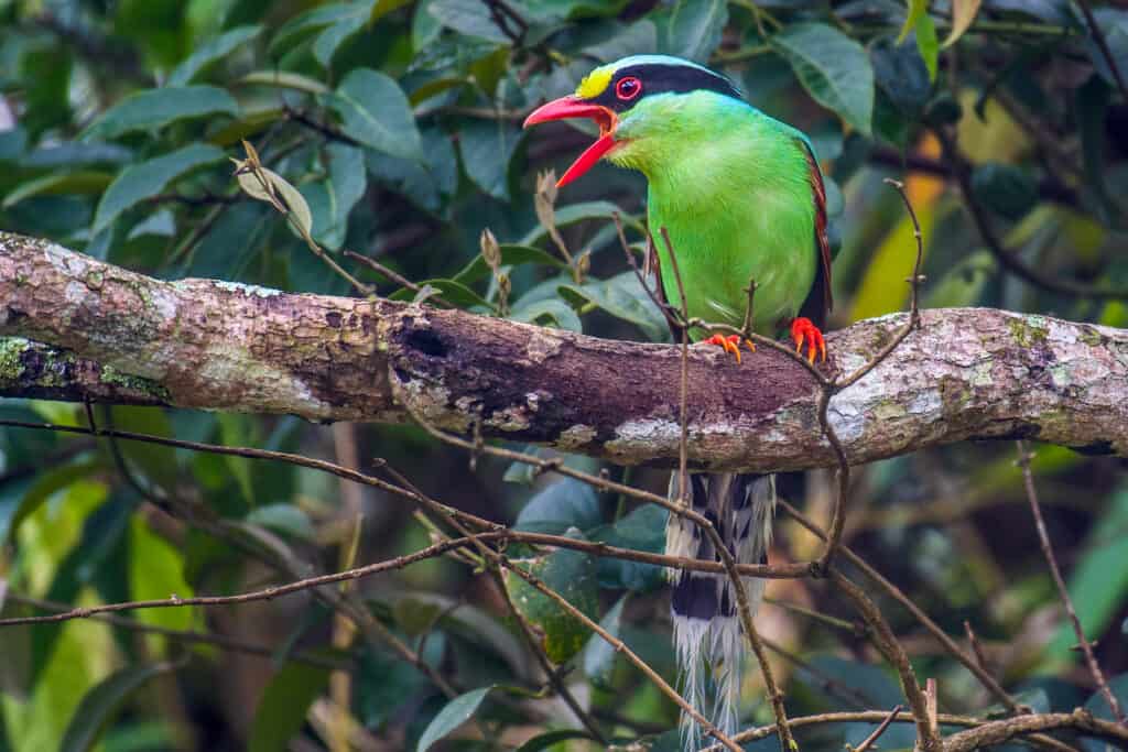 Common Green Magpie