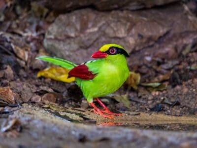 A Common Green Magpie