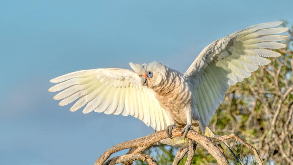 Corella