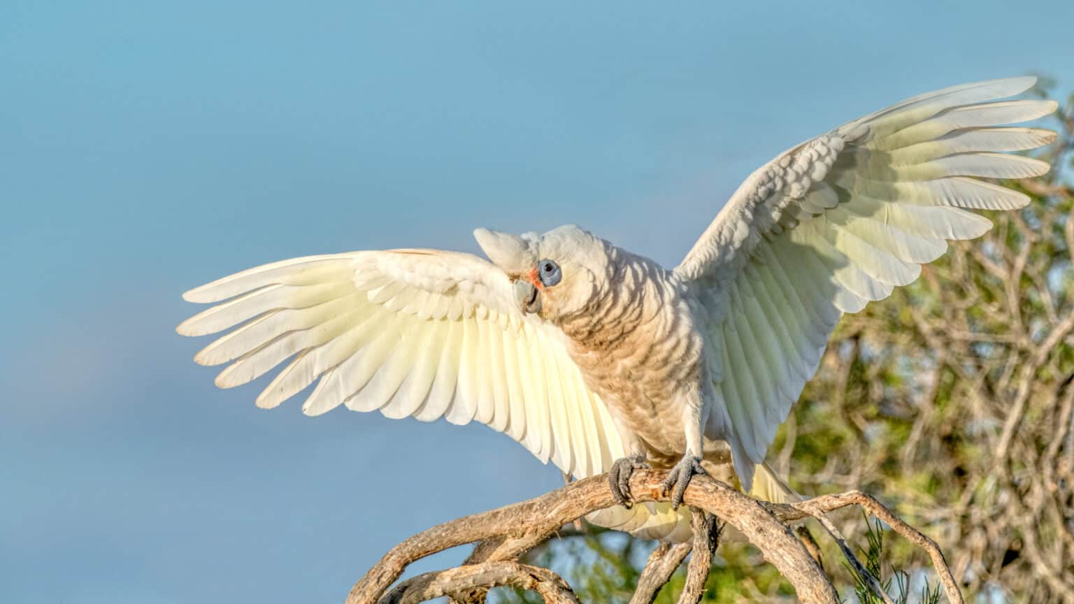 Corela Corella Animal Facts - Cacatua sanguinea - A-Z Animals