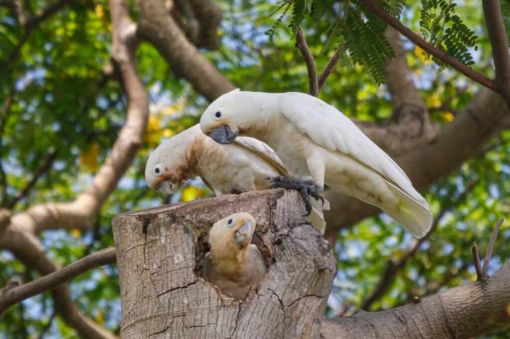 Corella