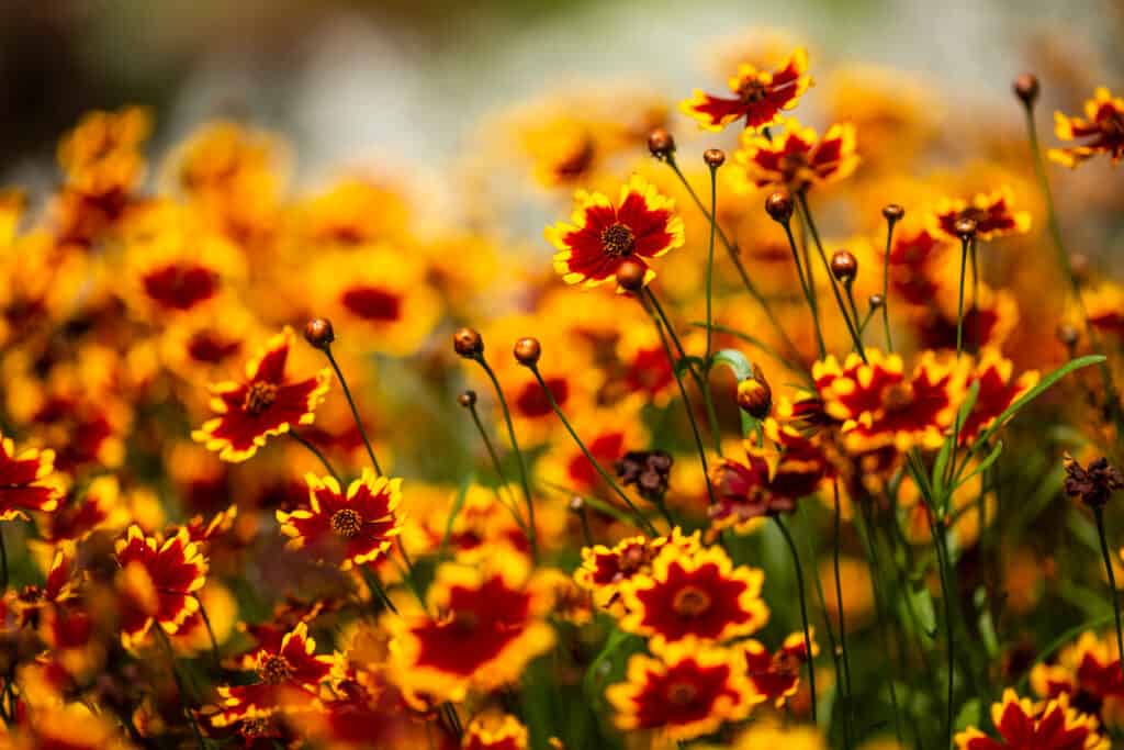 Close-up photograph of Coreopsis plant flowers in a garden