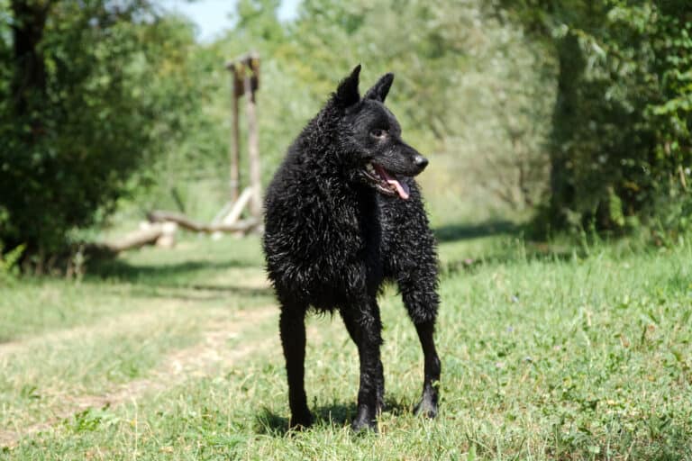 A croatian sheepdog in a field