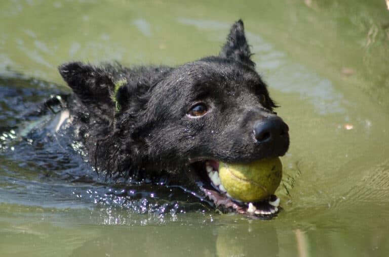 Croatian sheepdog plays in water