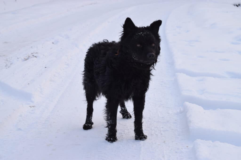 Croatian sheepdog stands in snow