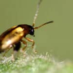Flea beetle