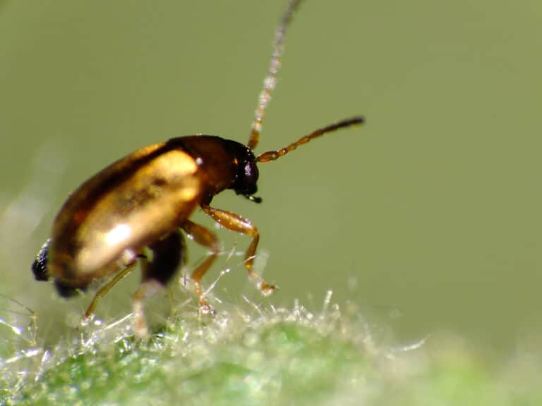 A close-up shot of a crucifer flea beetle on a plant