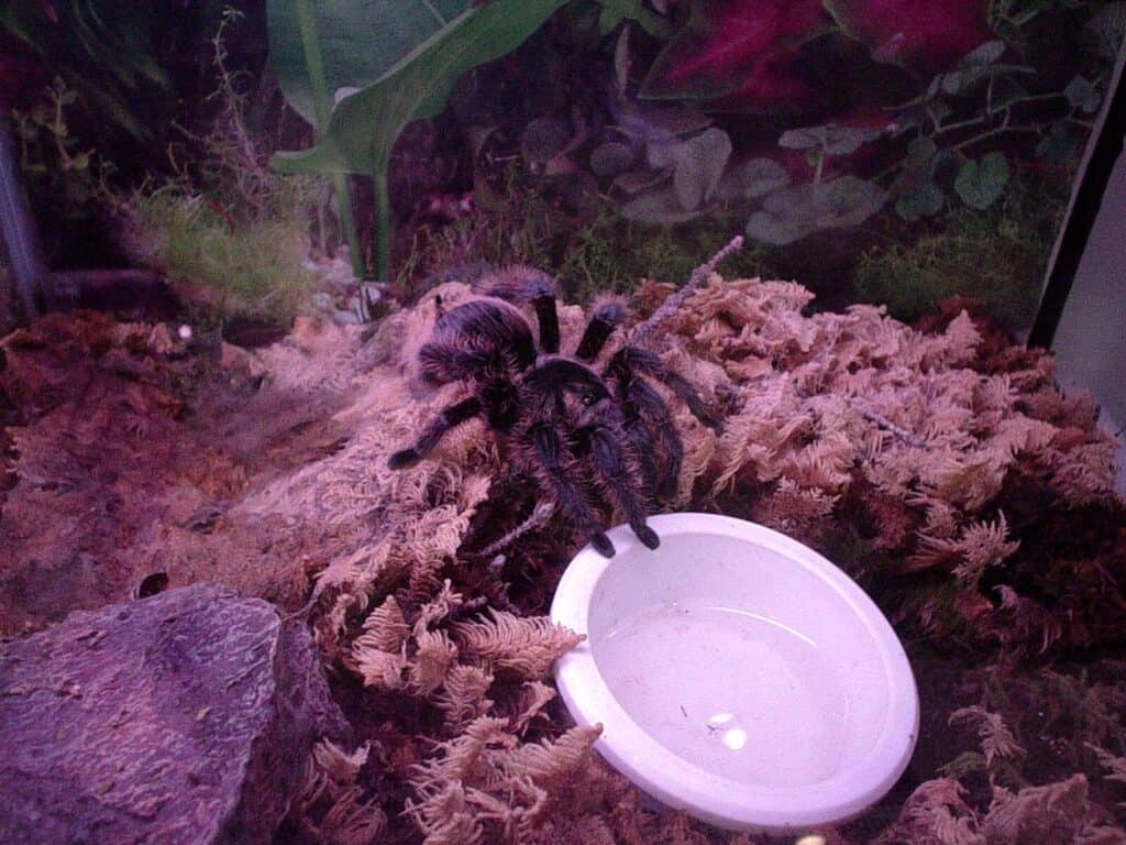 Curly hair tarantulas