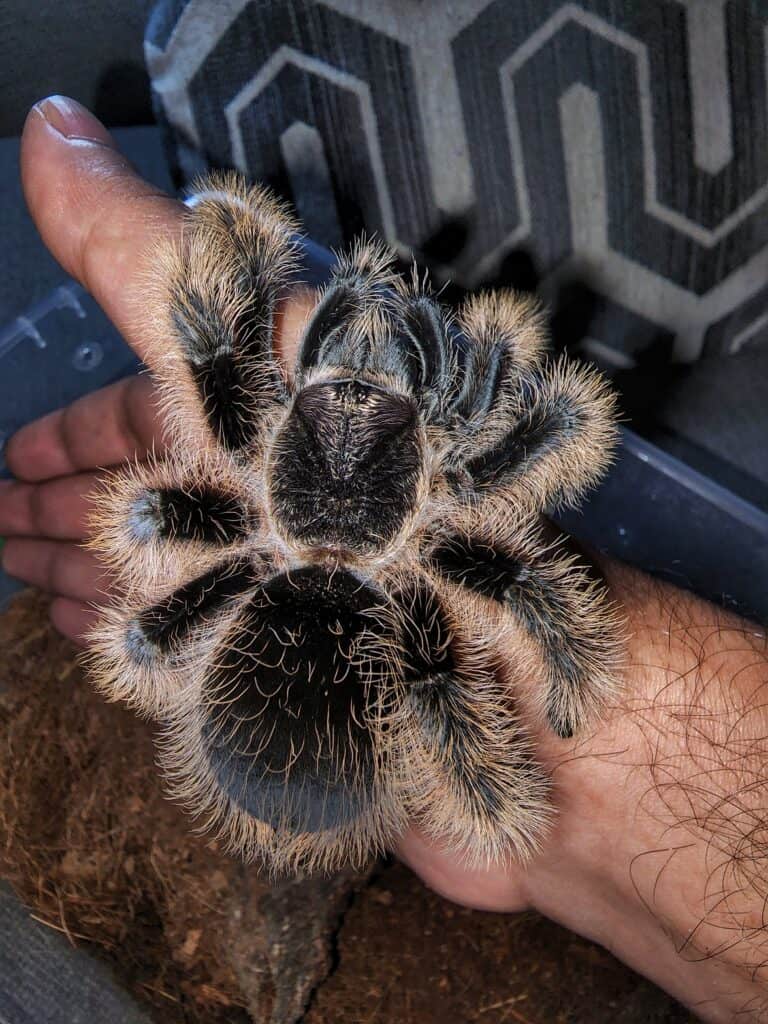 Curly hair tarantulas