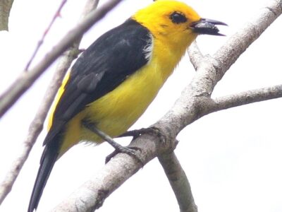 A Yellow Tanager (Black-and-Yellow Tanager)