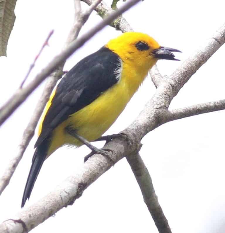 Black and Yellow Tanager