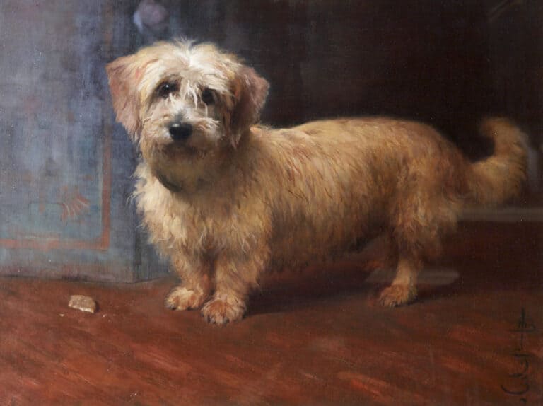 Dandy Dinmont Terrier