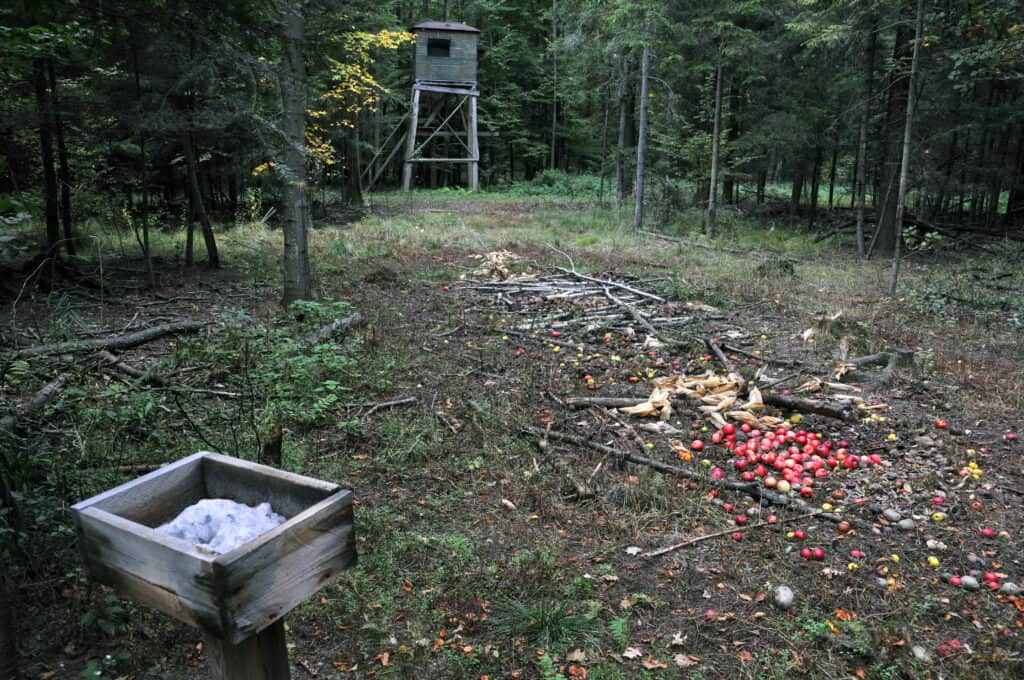 Wisconsin Deer Baiting 2024 - Becki Carolan