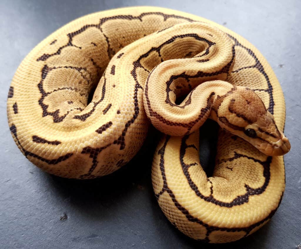 Desert Ghost Ball python