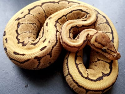 A Desert Ghost Ball Python