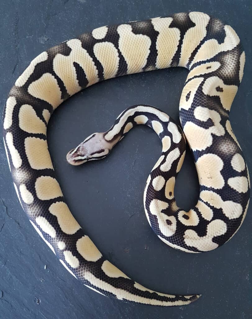 Desert Ghost Ball Python