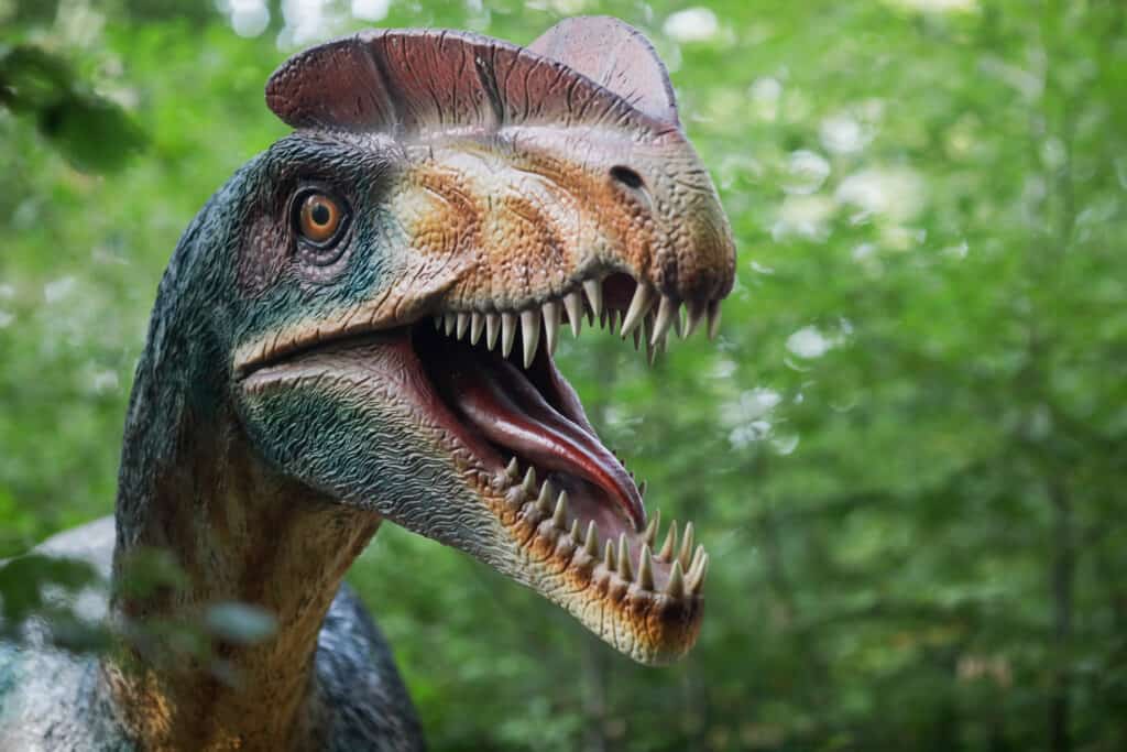Dilophosaurus Model