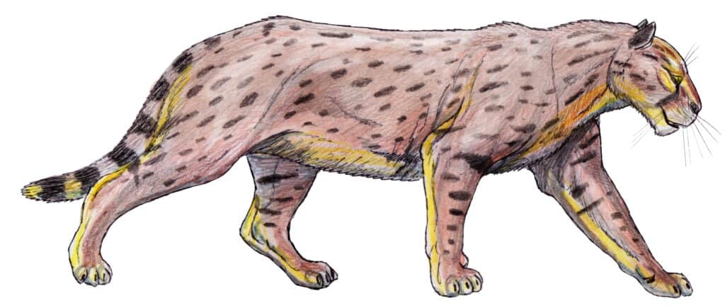 Dinofelis