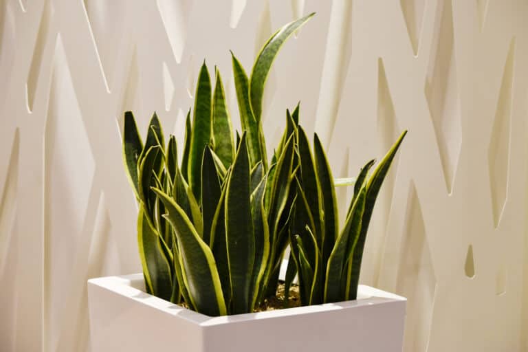 Dracaena Trifasciata
