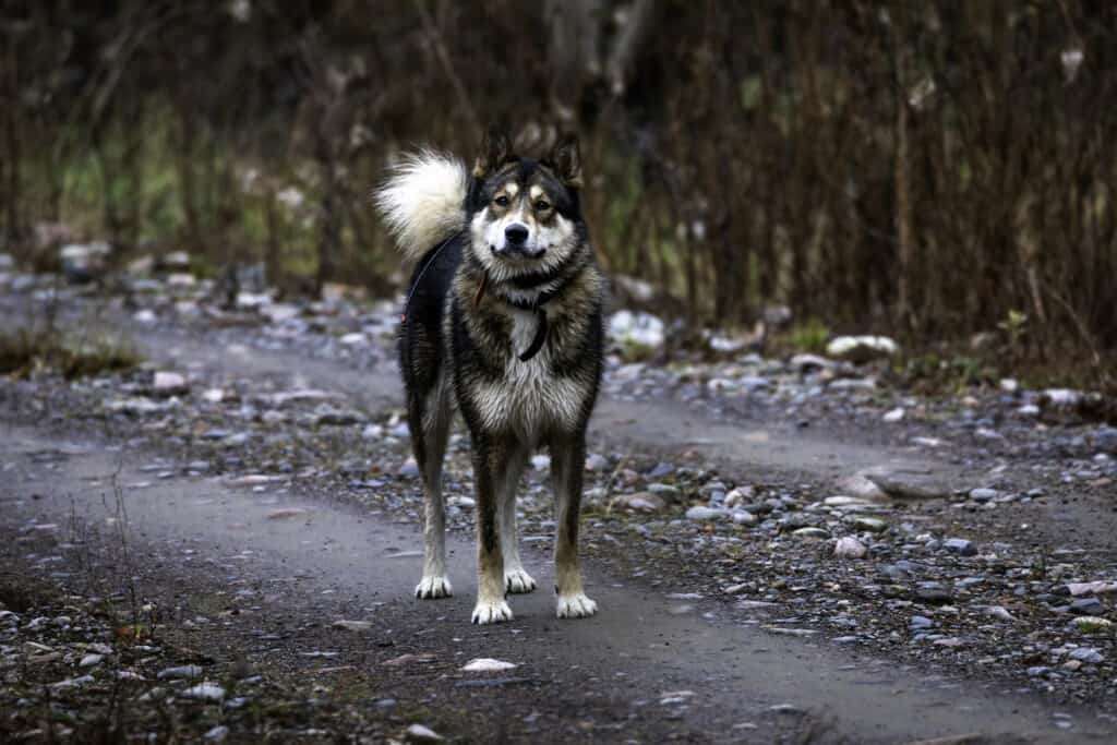 East Siberian Laika