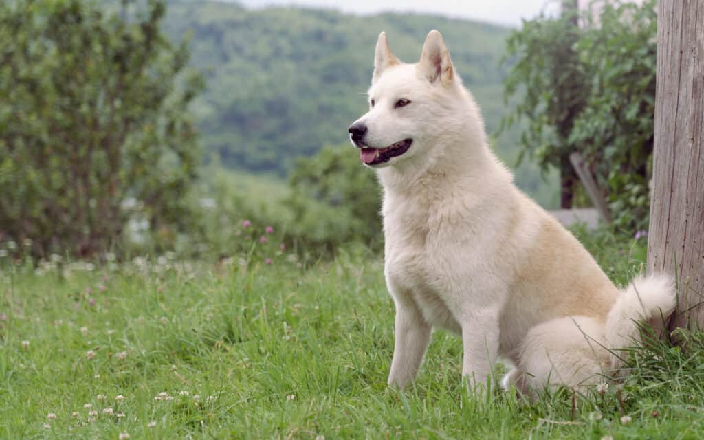 what do white dogs symbolize