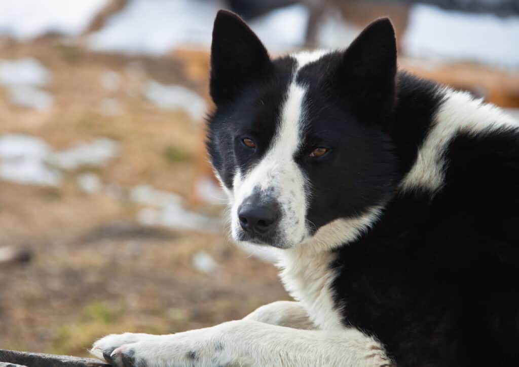 East Siberian Laika