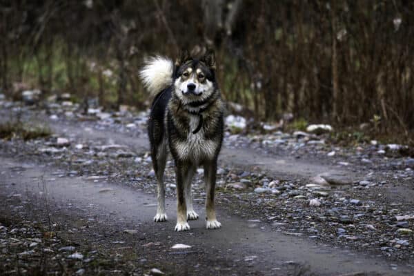 East Siberian Laika - A-Z Animals