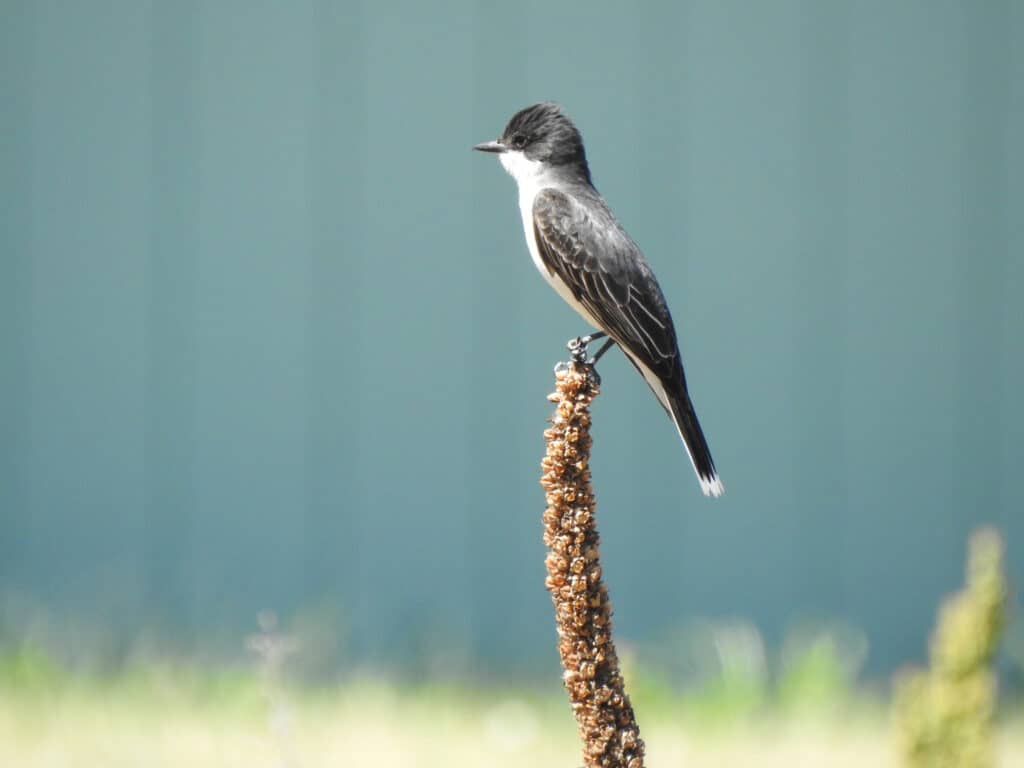 Eastern Kingbird