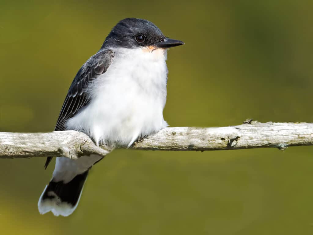 Eastern Kingbird
