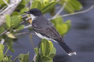 Small Black Bird With White Belly: 8 Species It Might Be Picture