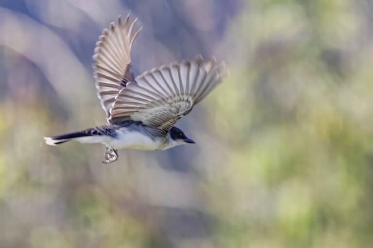 Eastern Kingbird in Flight