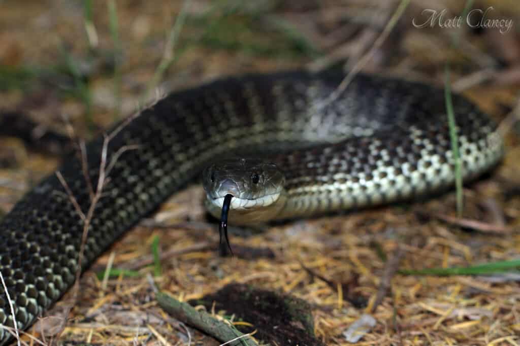 Eastern tiger snake sticking out his tongue