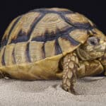 Egyptian tortoise