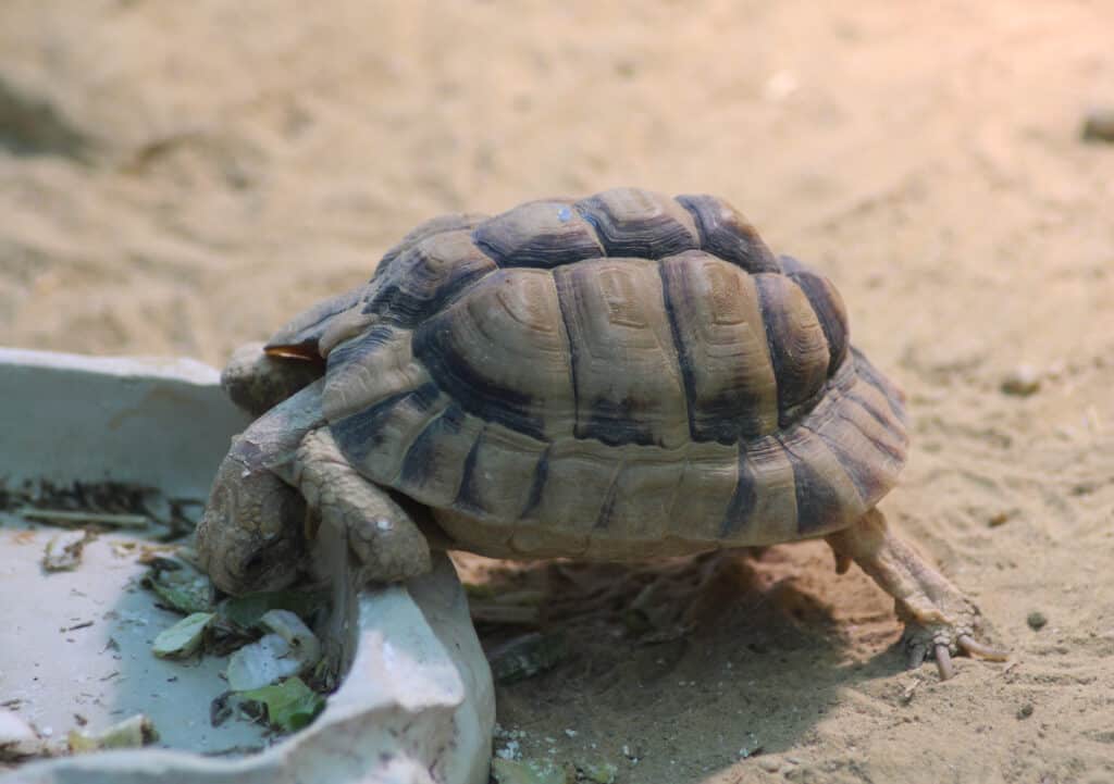 Egyptian Tortoise