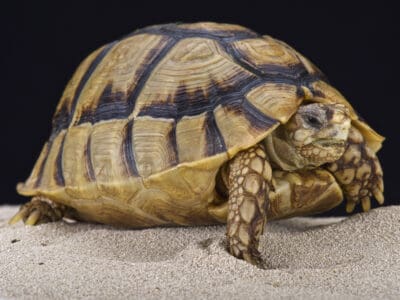 A Egyptian Tortoise