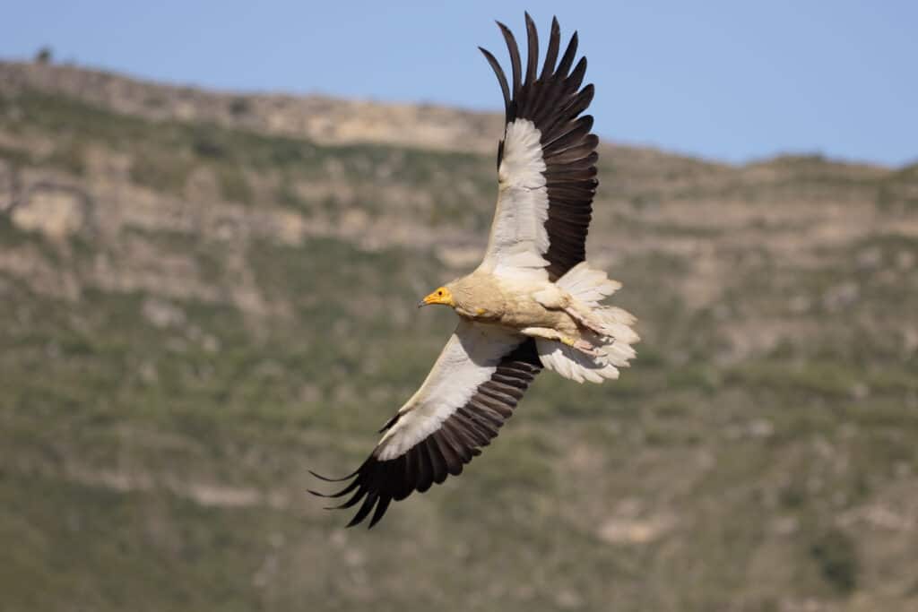 Egyptian vulture