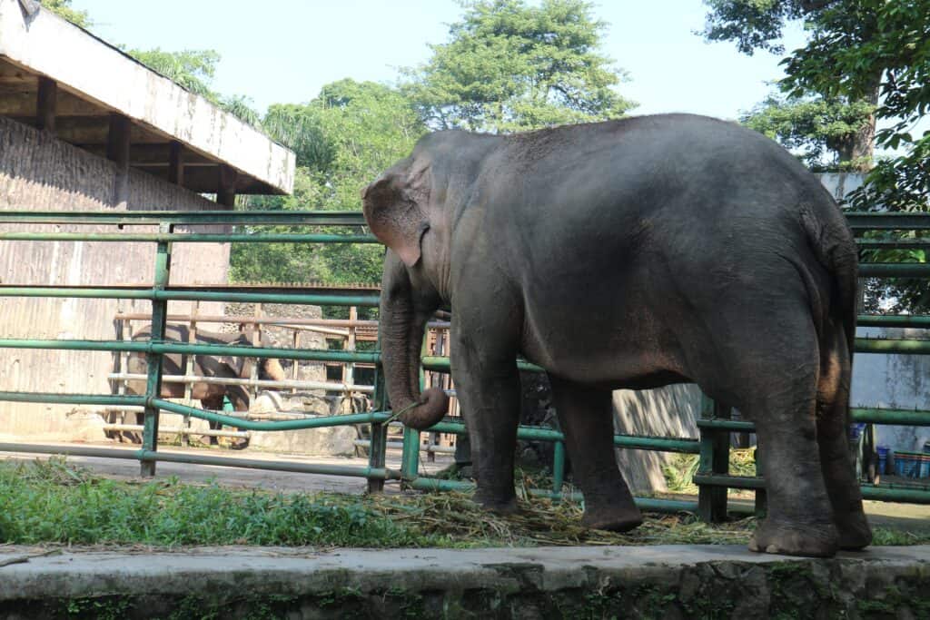 Elephant at Zoo