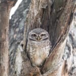 Elf Owl