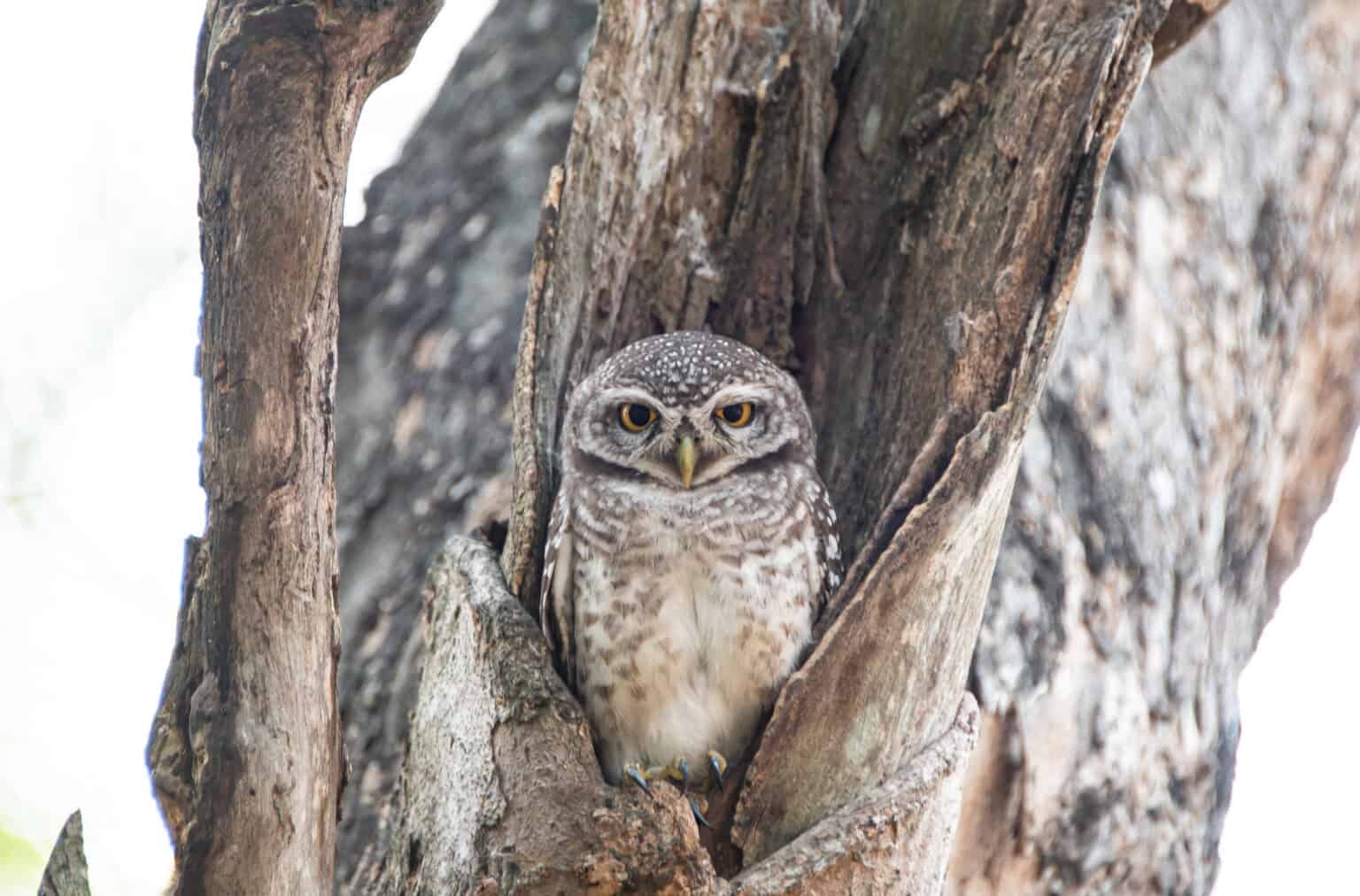 10 Sounds Owls Make and What Each Means (It’s Not Just Hoot!) AZ Animals