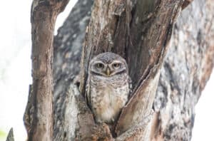 The Best Children’s Books About Owls: Age-Appropriate Recommendations Picture