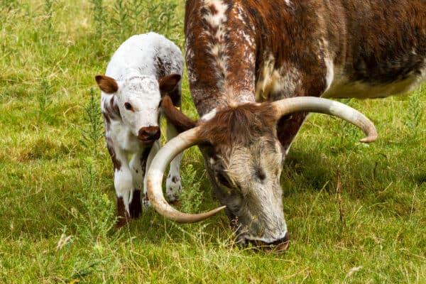 English Longhorn cows are highly protective of their young and would do everything they can to protect them from any potential predators.