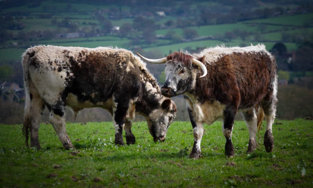 English Longhorn cattle