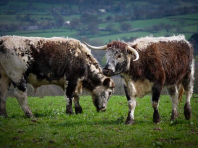 A English Longhorn Cattle