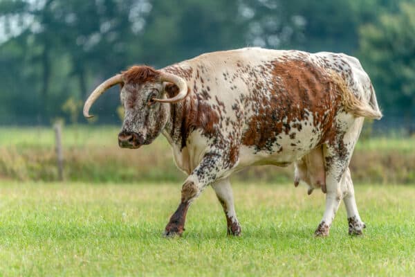 The English Longhorn is a multipurpose cattle breed that is known to be easy to raise and is used as a work animal and for beef and dairy.