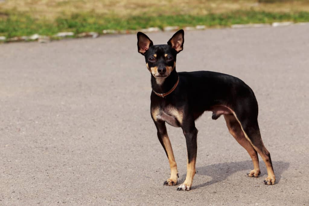 English Toy Terrier Manchester