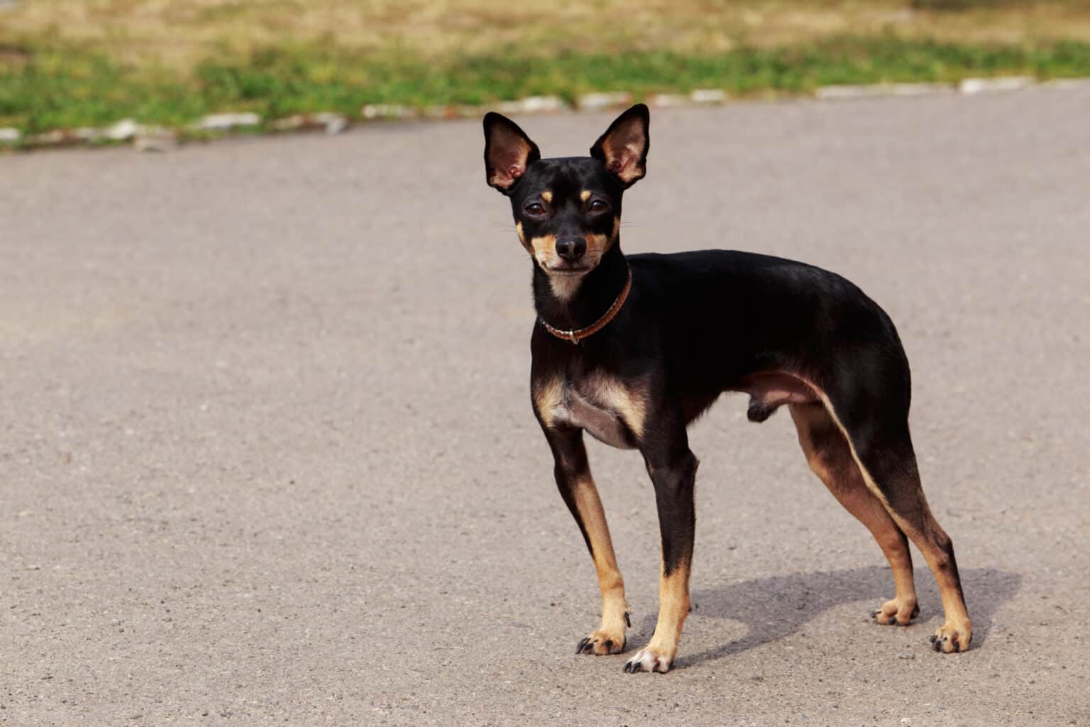 English Toy Terrier Animal Facts Canis Lupus Familiaris A Z Animals