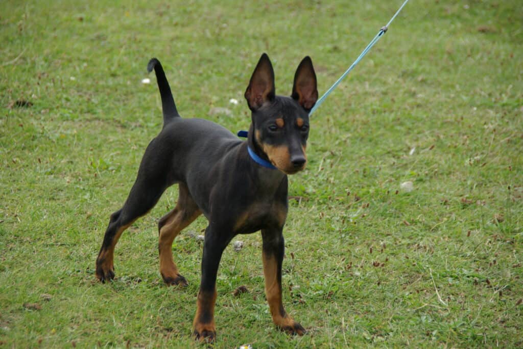 English Toy Terrier Puppy After Three Months