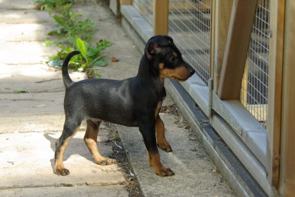 English Toy Terrier Puppy.