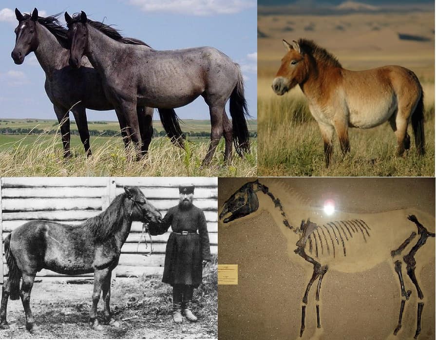 Equus ferus ferus