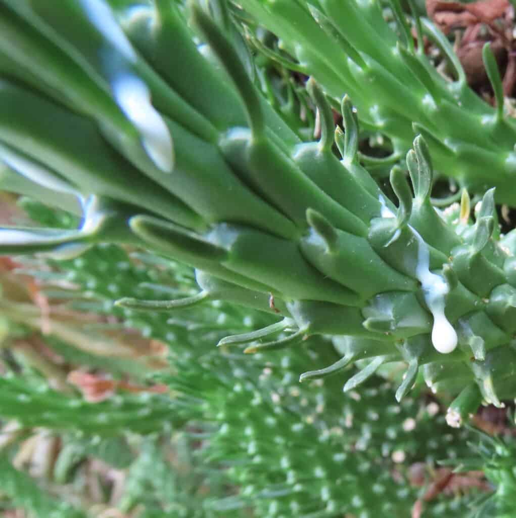 Euphorbia with milky sap.